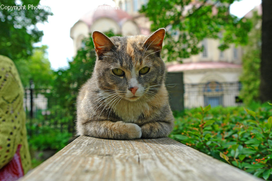 Animal, Cat, Mammal, Pet, Kitten, Abyssinian, Furniture