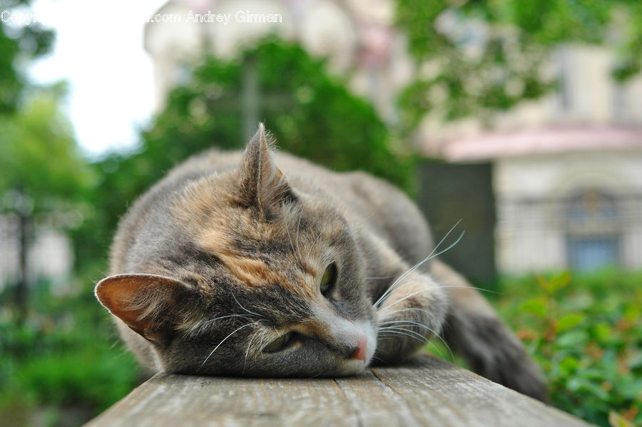 Animal, Cat, Kitten, Mammal, Pet, Abyssinian, Plant