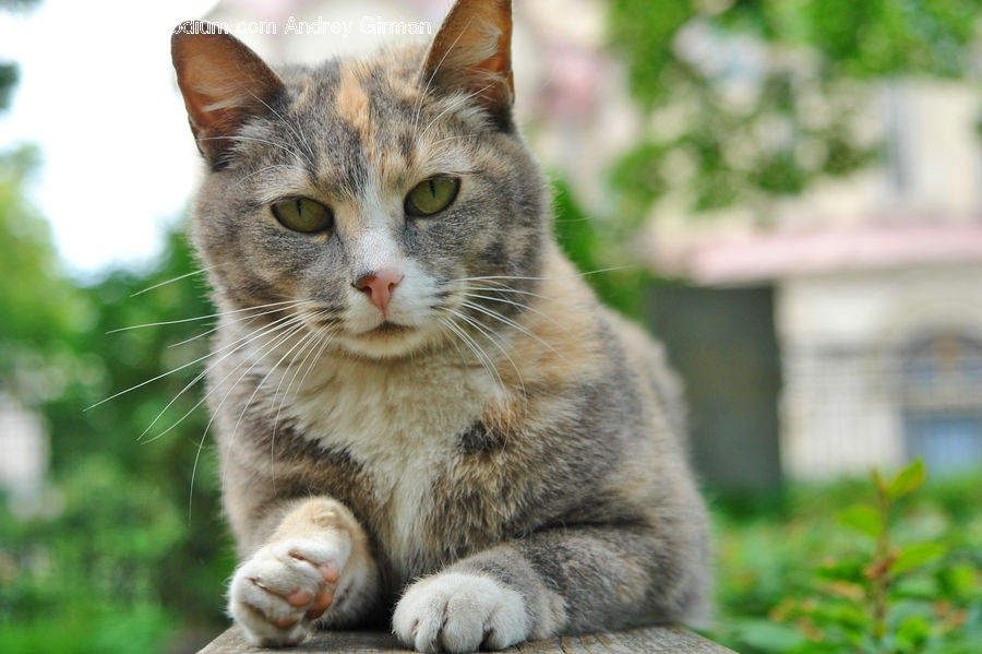Animal, Cat, Kitten, Mammal, Pet, Abyssinian, Manx
