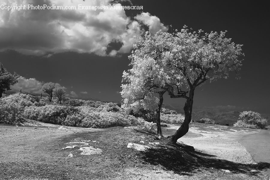 Plant, Tree, Blossom, Flora, Flower, Cloud, Cumulus