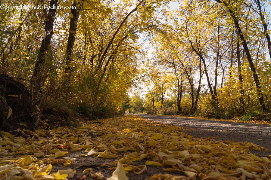 Forest, Vegetation, Grove, Land, Dirt Road, Gravel, Road