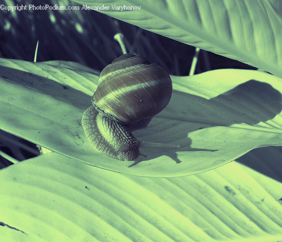 Arecaceae, Coconut, Blossom, Flora, Flower, Plant
