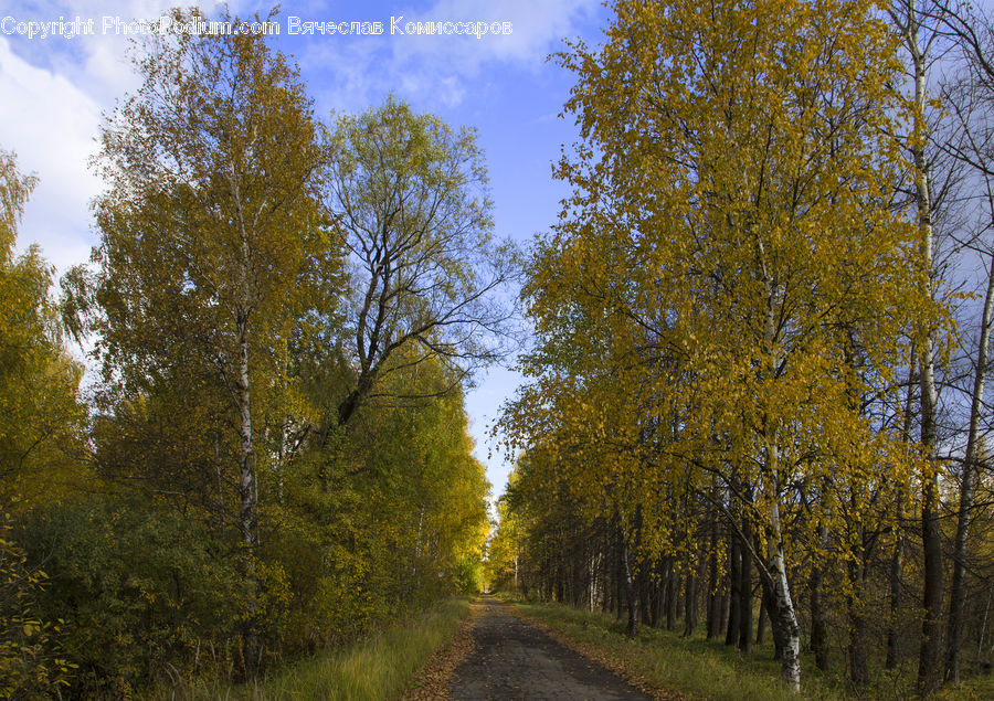 Dirt Road, Gravel, Road, Birch, Tree, Wood, Conifer