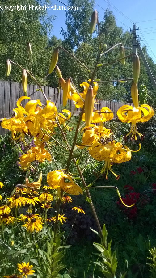Flora, Flower, Lily, Plant, Blossom, Sunflower, Bee