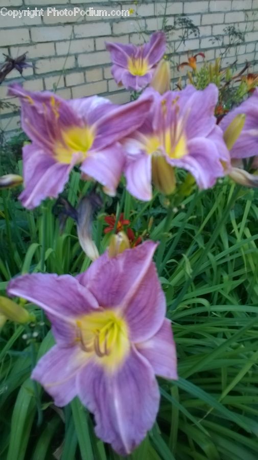 Plant, Potted Plant, Blossom, Crocus, Flora, Flower, Aquilegia