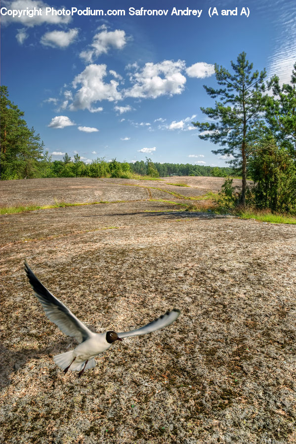 Bird, Booby, Soil, Outdoors, Sand, Dove, Pigeon