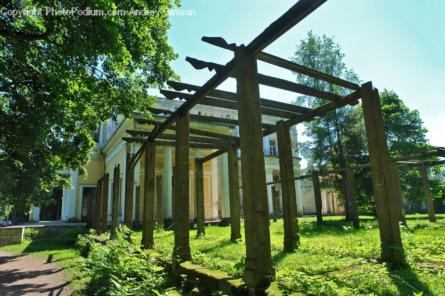 Patio, Pergola, Porch, Plant, Tree, Ivy, Vine