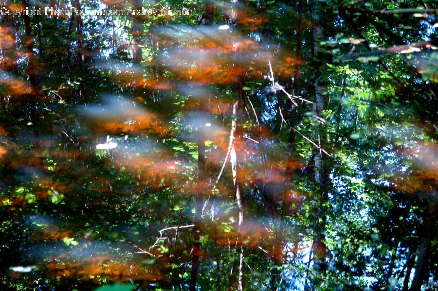 Flare, Light, Sunlight, Forest, Vegetation, Water, Birch