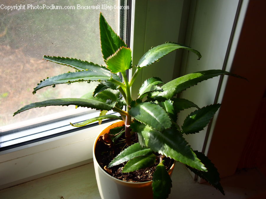Pepper, Produce, Vegetable, Plant, Cactus, Pot, Pottery