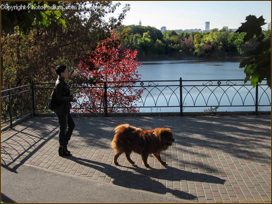 Human, People, Person, Airedale, Animal, Canine, Dog