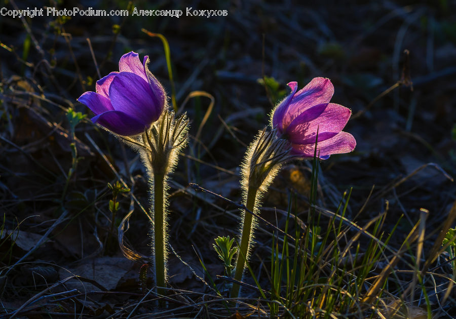 Blossom, Crocus, Flora, Flower, Plant, Geranium, Violet