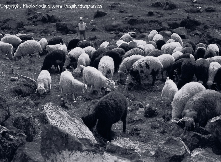 Animal, Mammal, Sheep, Bison, Bull, Countryside, Outdoors