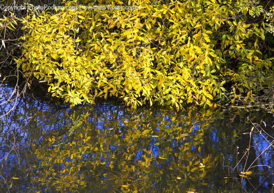 Outdoors, Pond, Water, Land, Marsh, Swamp, Blossom