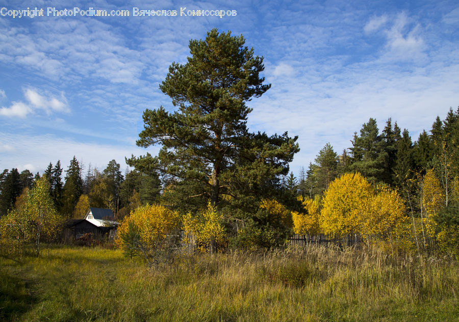 Conifer, Fir, Plant, Tree, Field, Grass, Grassland