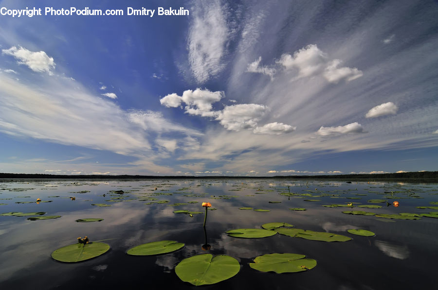 Cloud, Cumulus, Sky, Azure Sky, Outdoors, Land, Marsh