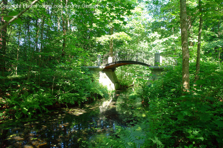 Forest, Grove, Land, Vegetation, Jungle, Rainforest, Blossom