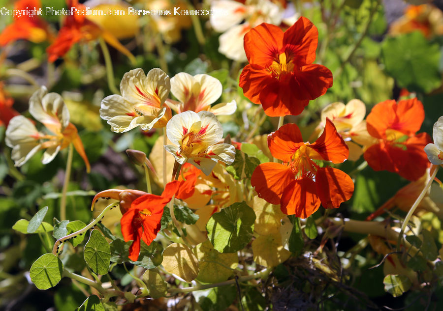 Blossom, Flora, Flower, Geranium, Plant, Vine, Poppy