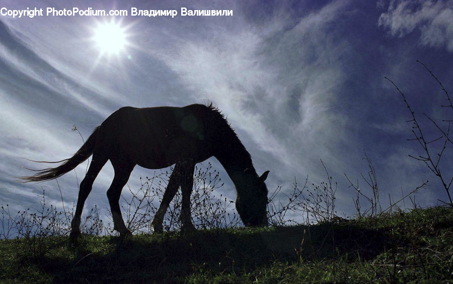 Animal, Colt Horse, Foal, Horse, Mammal, Forest, Jungle