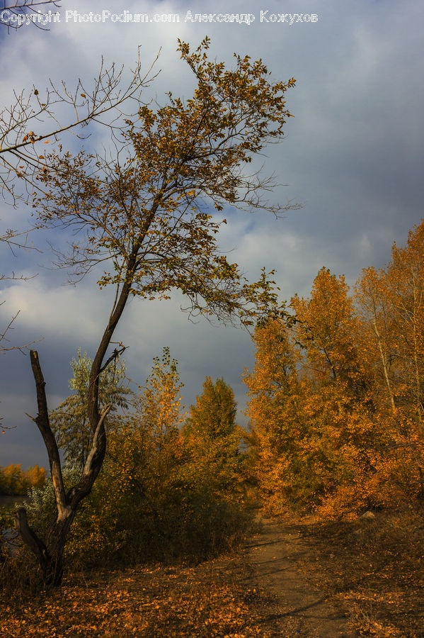 Forest, Grove, Land, Plant, Tree, Oak, Wood