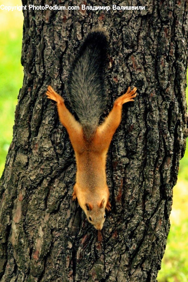 Tree Trunk, Oak, Tree, Wood, Animal, Mammal, Rodent