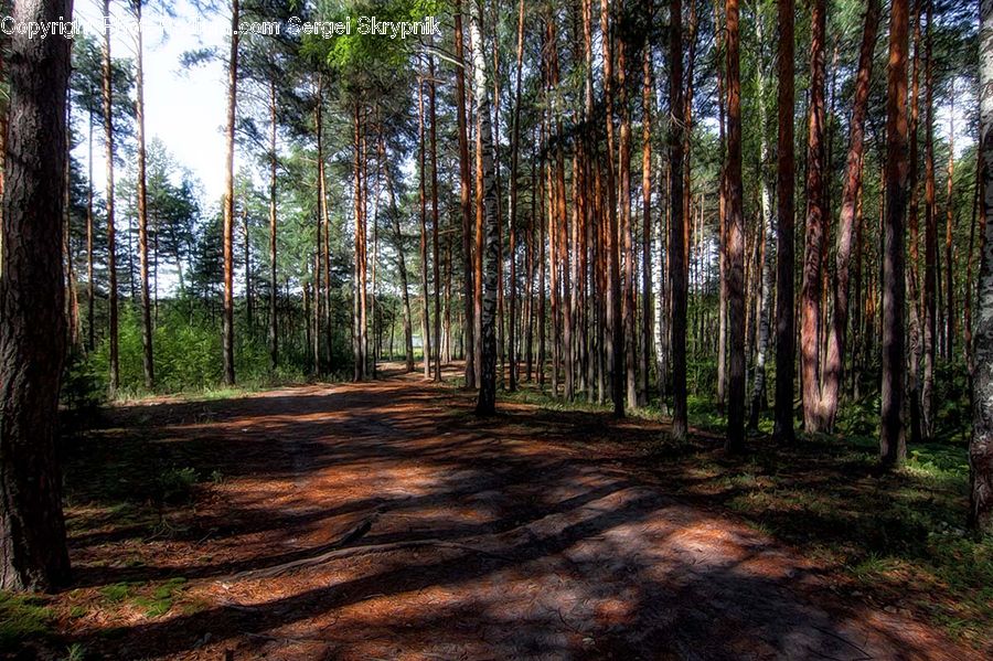 Forest, Vegetation, Dirt Road, Gravel, Road, Grove, Land