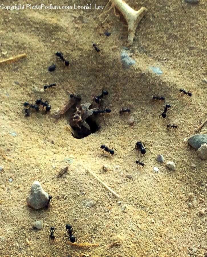 Bird, Pigeon, Outdoors, Sand, Soil, Dove