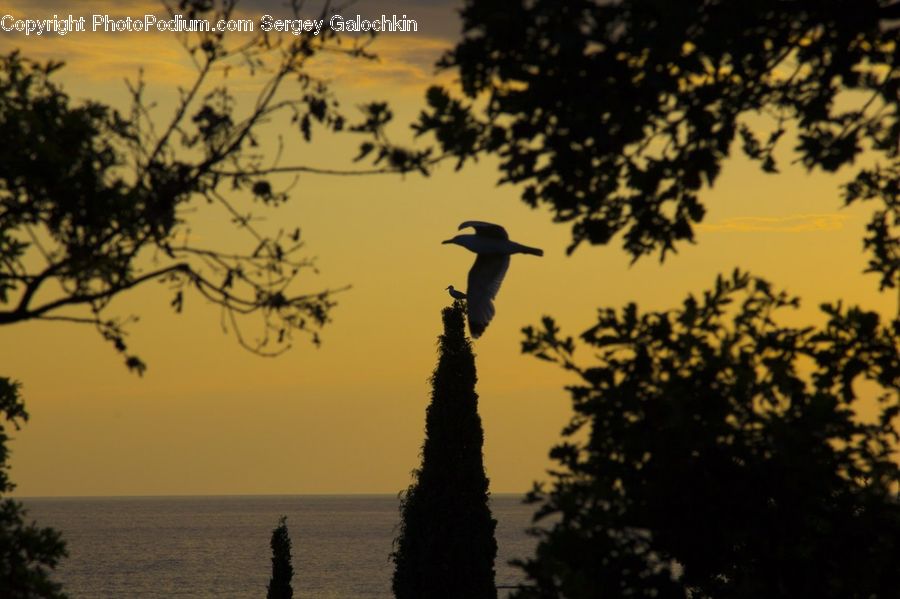 Bird, Blackbird, Crow, Palm Tree, Plant, Tree, Outdoors