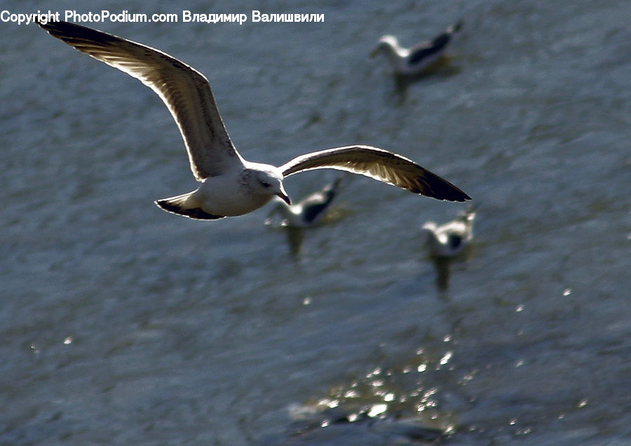Bird, Seagull, Goose, Waterfowl, Booby, Beak, Asphalt