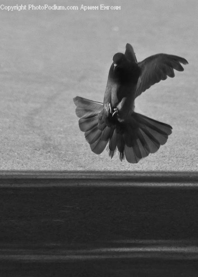 Bird, Pigeon, Seagull, Blackbird, Crow, Kite Bird, Blossom
