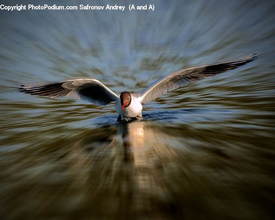 Bird, Duck, Teal, Waterfowl, Goose, Beak, Seagull