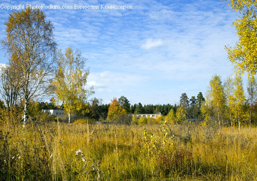 Field, Grass, Grassland, Meadow, Outdoors, Pasture, Land