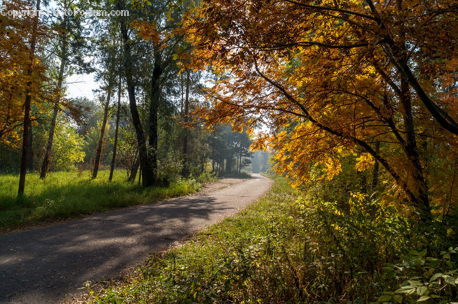 Dirt Road, Gravel, Road, Path, Walkway, Ivy, Plant