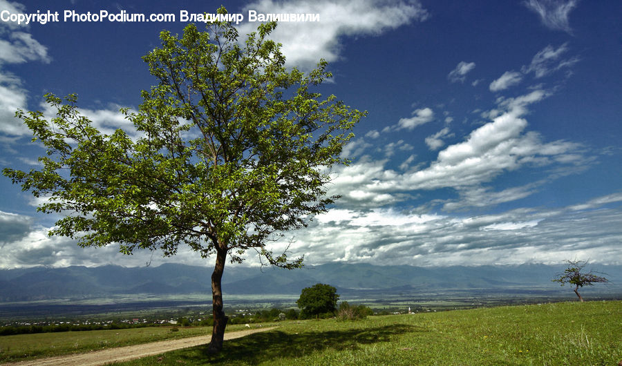 Field, Grass, Grassland, Land, Outdoors, Landscape, Nature
