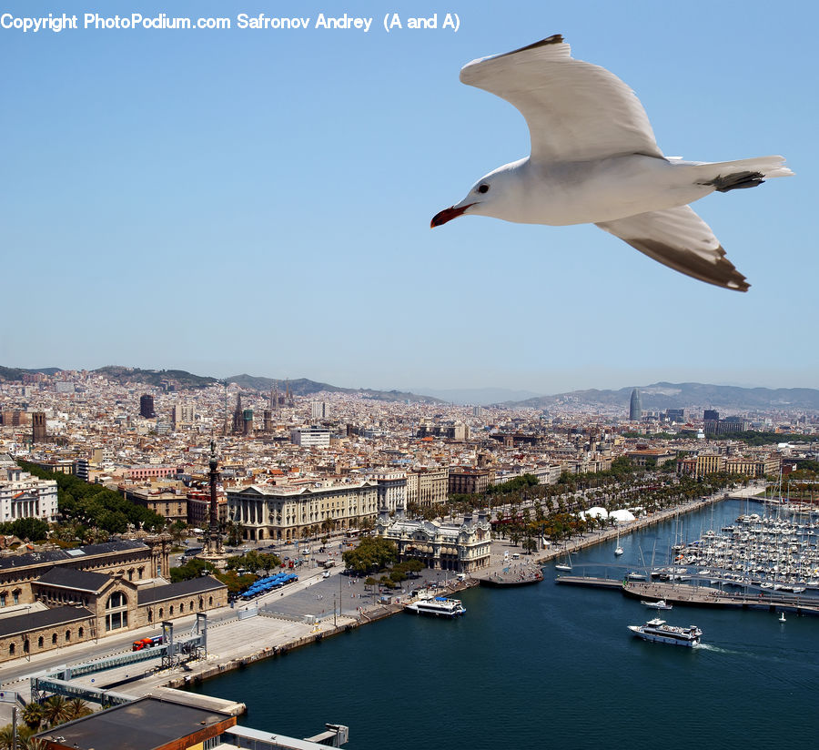 Bird, Seagull, Aerial View, Canal, Outdoors, River, Water