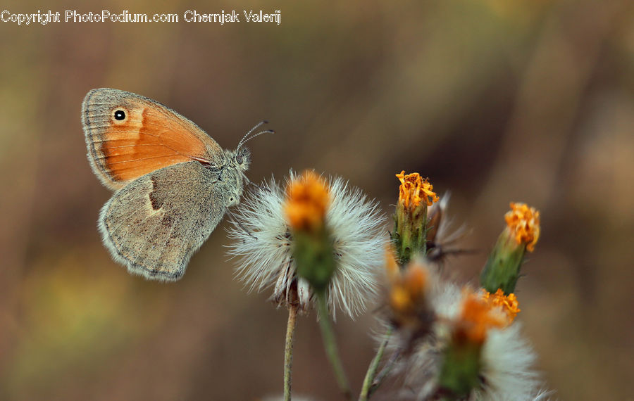 Butterfly, Insect, Invertebrate, Flora, Pollen, Cactus, Plant