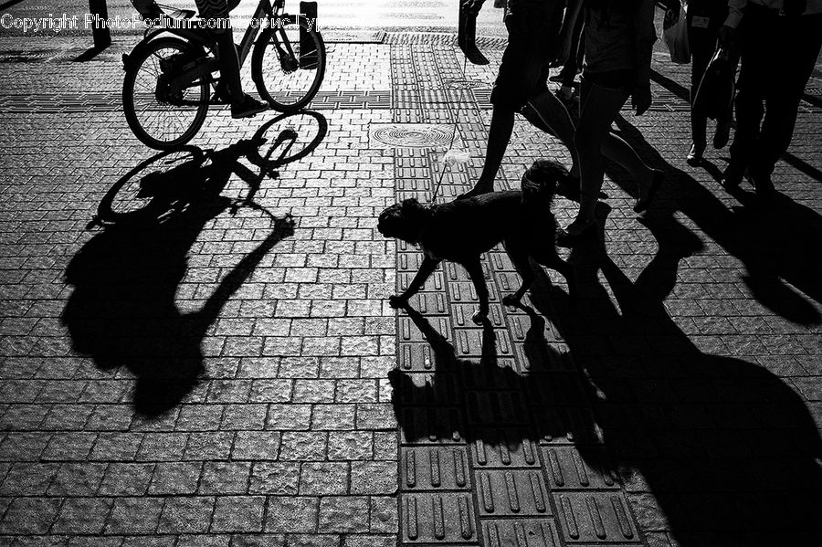 People, Person, Human, Brick, Asphalt, Tarmac, Bicycle