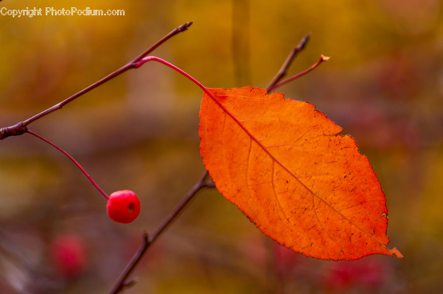 Maple, Maple Leaf, Plant, Cherry, Fruit, Blossom, Flora