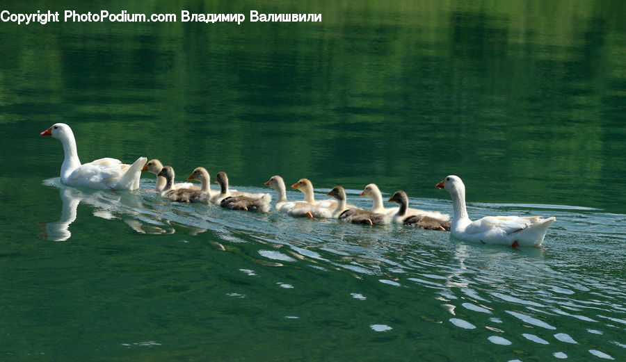 Bird, Goose, Waterfowl, Swan, Duck, Teal, Water