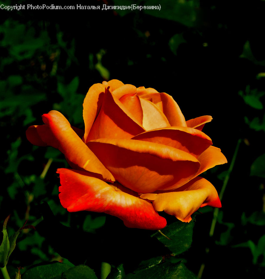 Blossom, Flower, Plant, Rose, Flora, Geranium, Carnation