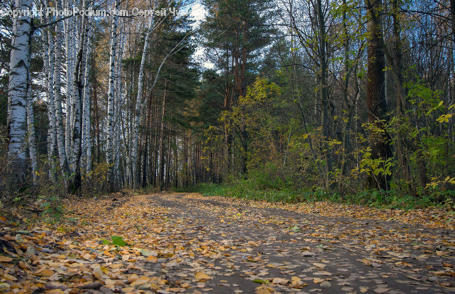 Forest, Grove, Land, Vegetation, Dirt Road, Gravel, Road