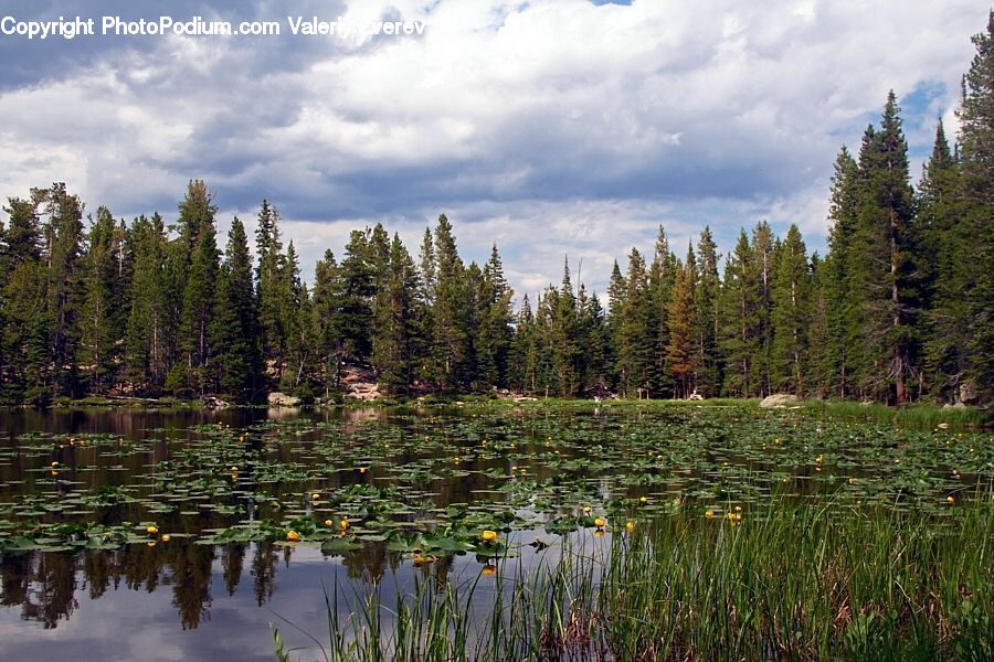 Outdoors, Pond, Water, Land, Marsh, Swamp, Conifer