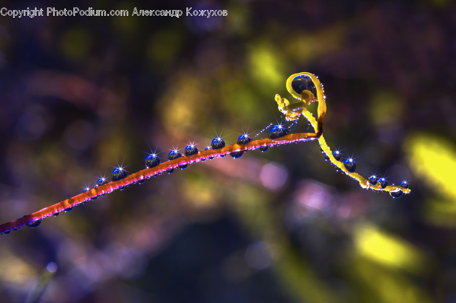 Anisoptera, Dragonfly, Insect, Invertebrate, Carnival, Festival, Parade