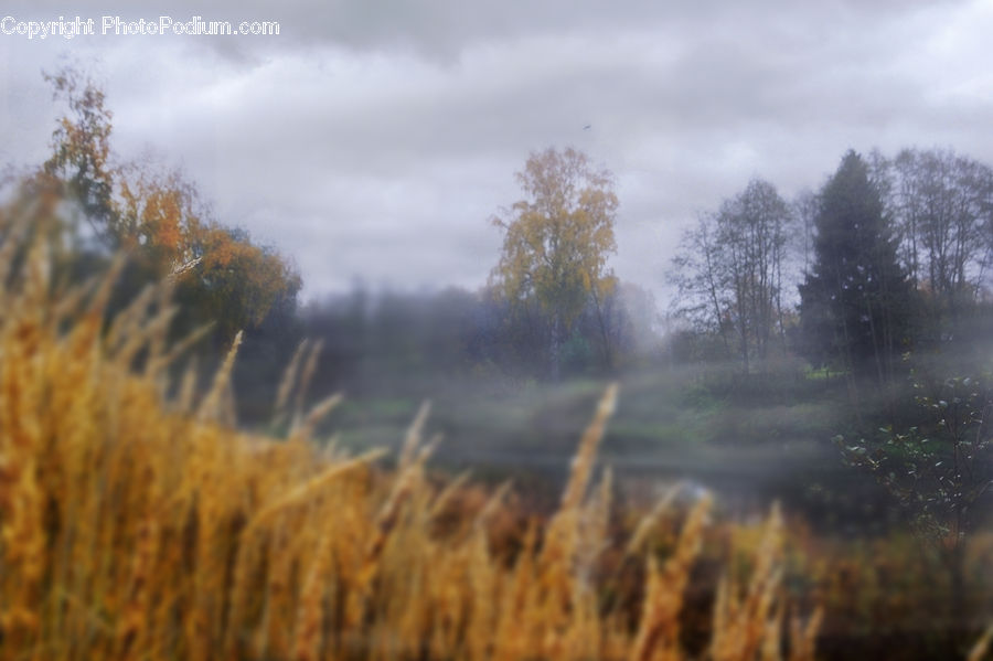 Conifer, Larch, Tree, Wood, Field, Grass, Grassland