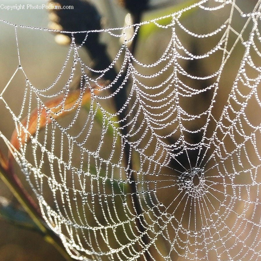 Insect, Spider Web, Arachnid, Garden Spider, Invertebrate, Spider