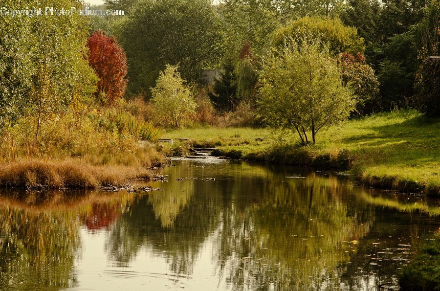Outdoors, Pond, Water, Bush, Plant, Vegetation, Blossom