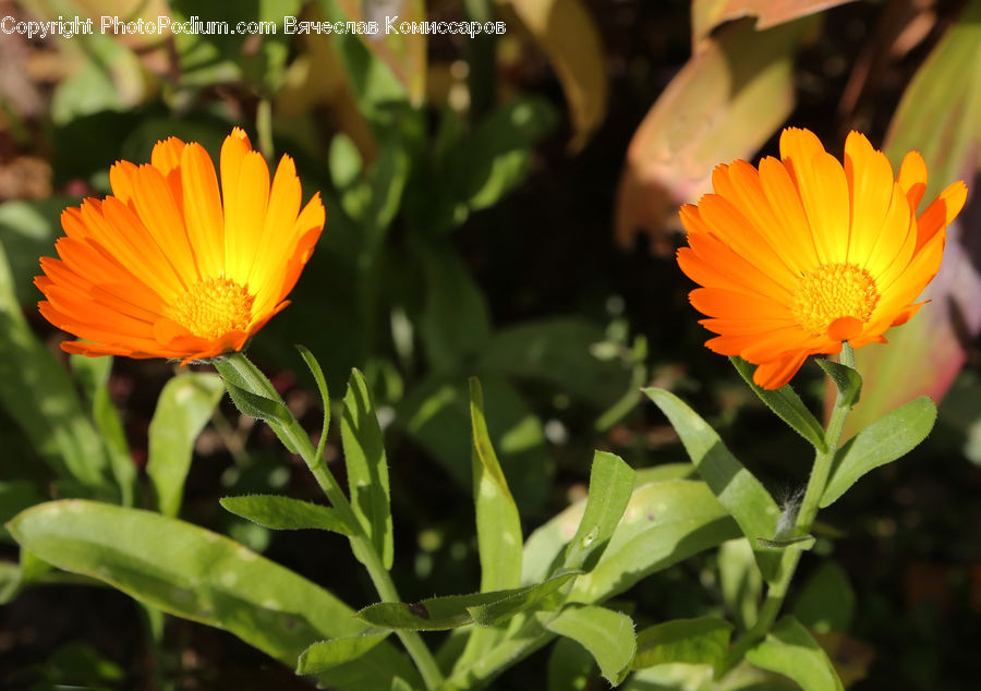 Flora, Flower, Plant, Treasure Flower, Blossom, Daisies, Daisy