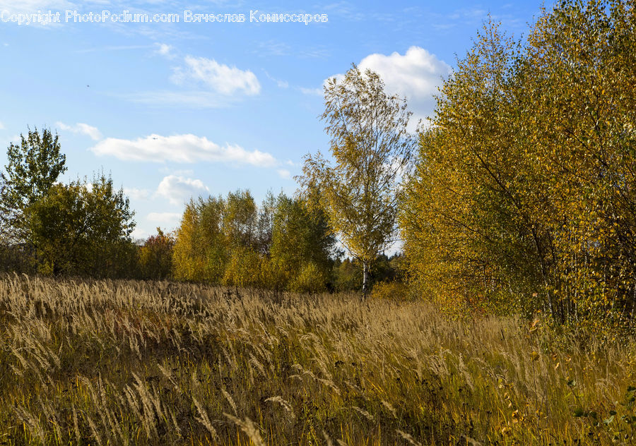 Field, Grass, Grassland, Plant, Land, Outdoors, Grain