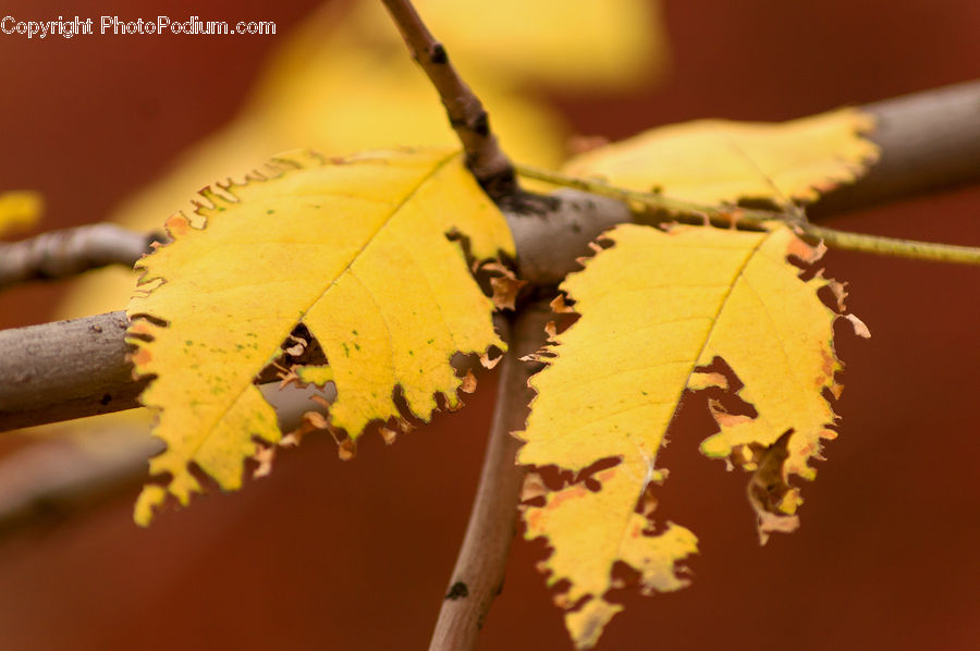 Oak, Sycamore, Tree, Tree Trunk, Wood, Leaf, Plant