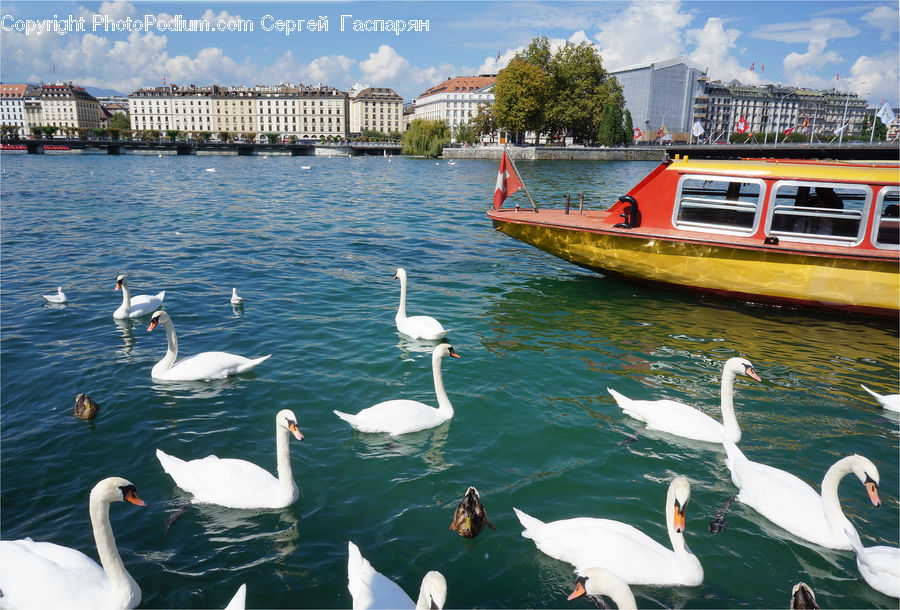Bird, Swan, Waterfowl, Boat, Watercraft, People, Person