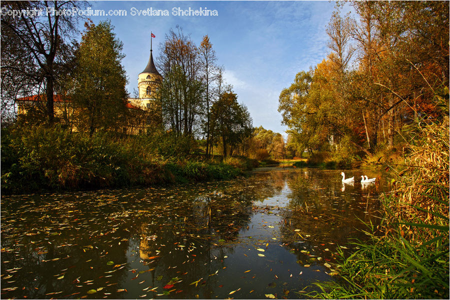 Outdoors, Pond, Water, Fish, Herring, Sardine, Sea Life